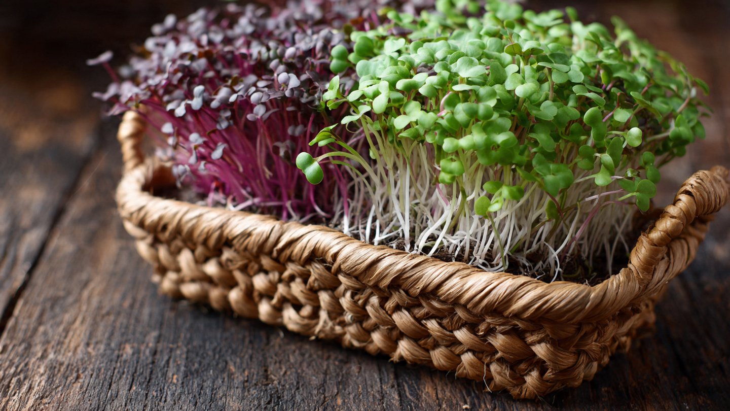 The Ultimate Guide to Successfully Cultivating Mustard Microgreens for a Healthy Diet at Home