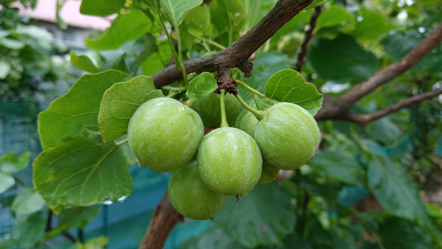 Best Techniques for Successfully Growing Tinda in Your Home Garden
