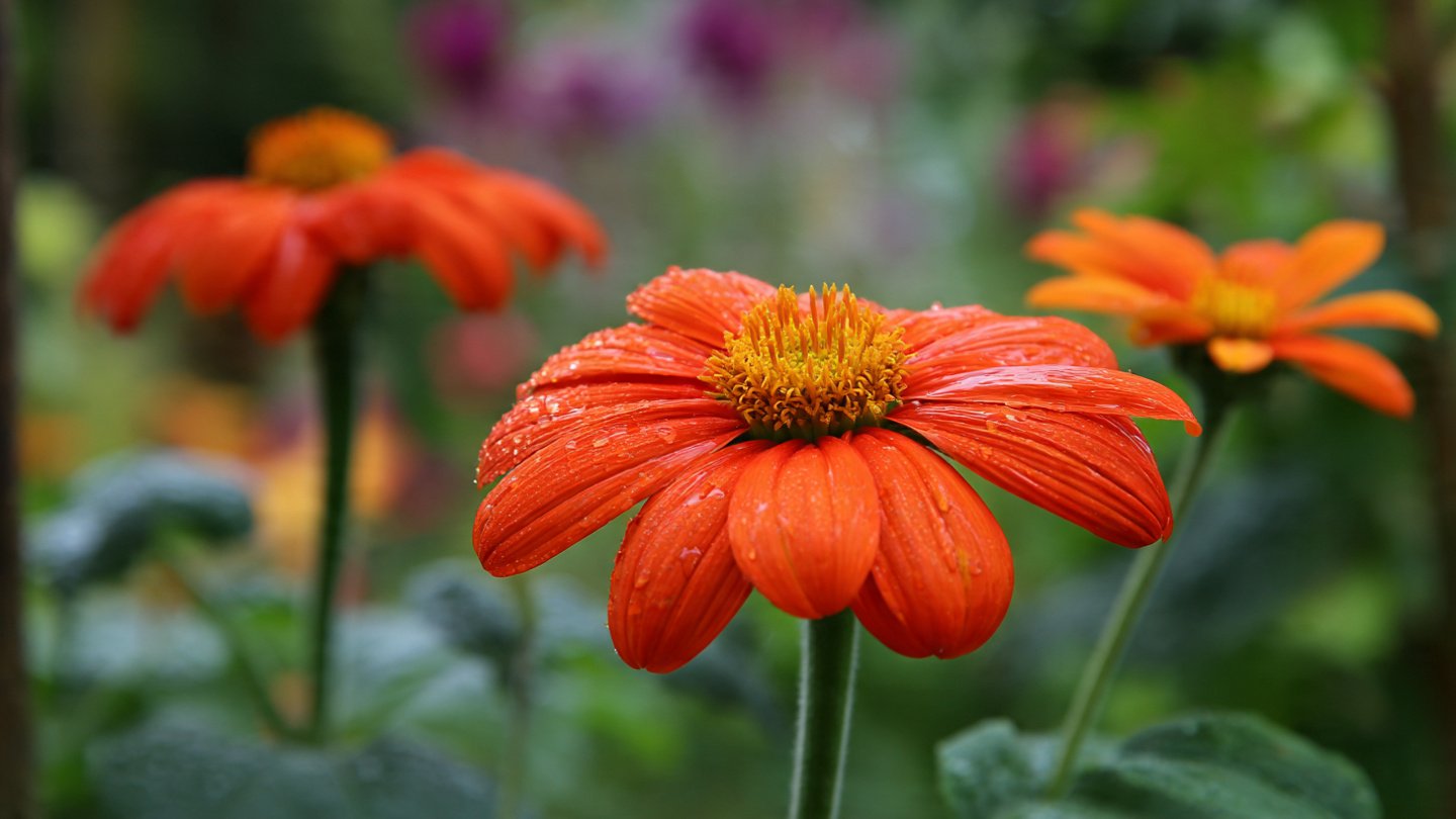 The Complete Guide to Cultivating Tithonia Mexican Sunflower in Your Garden for Year Round Blooms