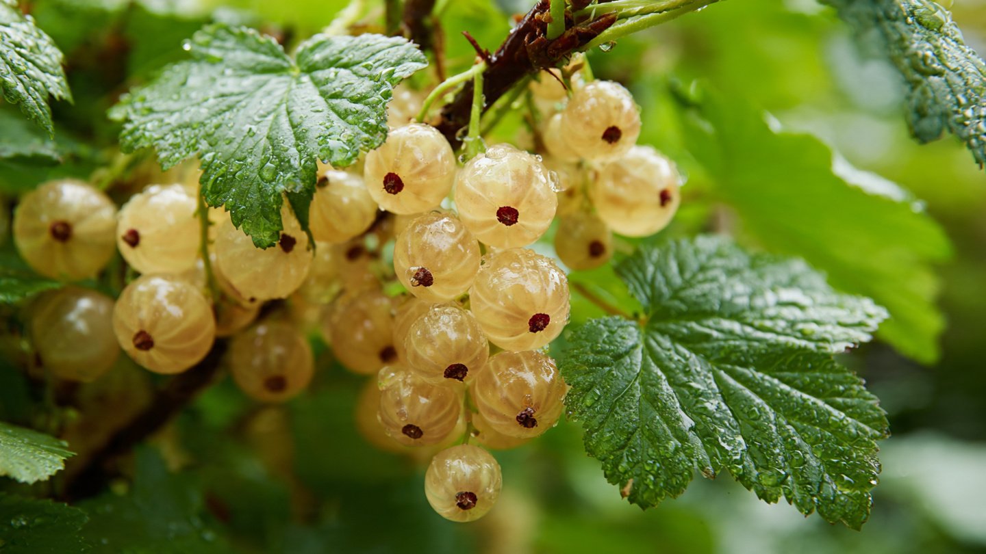 The Ultimate Guide to Successfully Growing White Currants in Your Home Garden with Organic Techniques and Proven Strategies