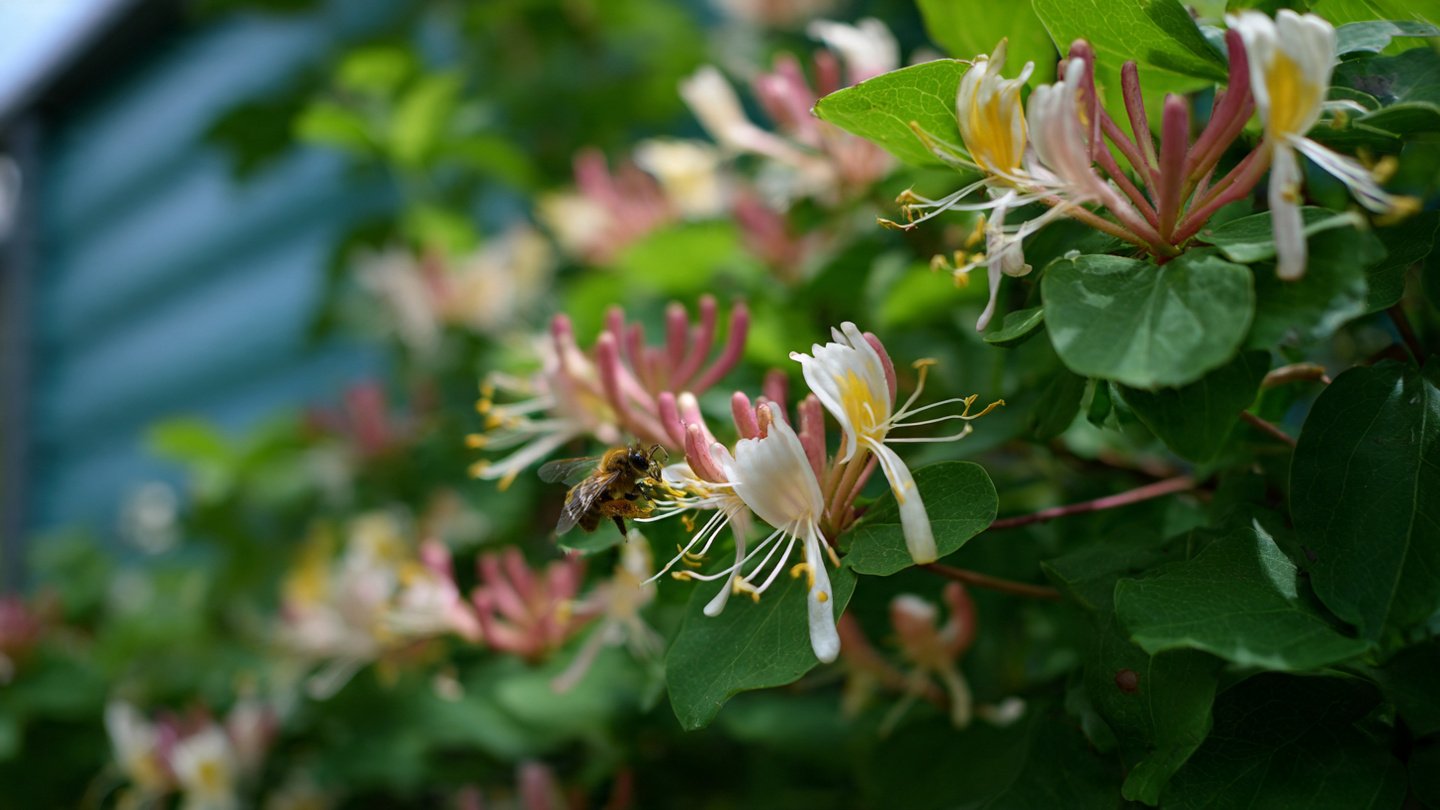 Why Should You Create a Vertical Garden of Honeysuckle for Bees?