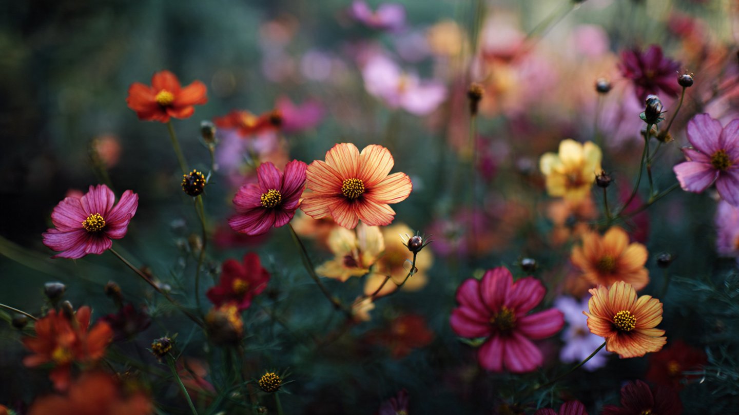 How Do Flowers Miraculously Thrive During Intense Summer Drought?