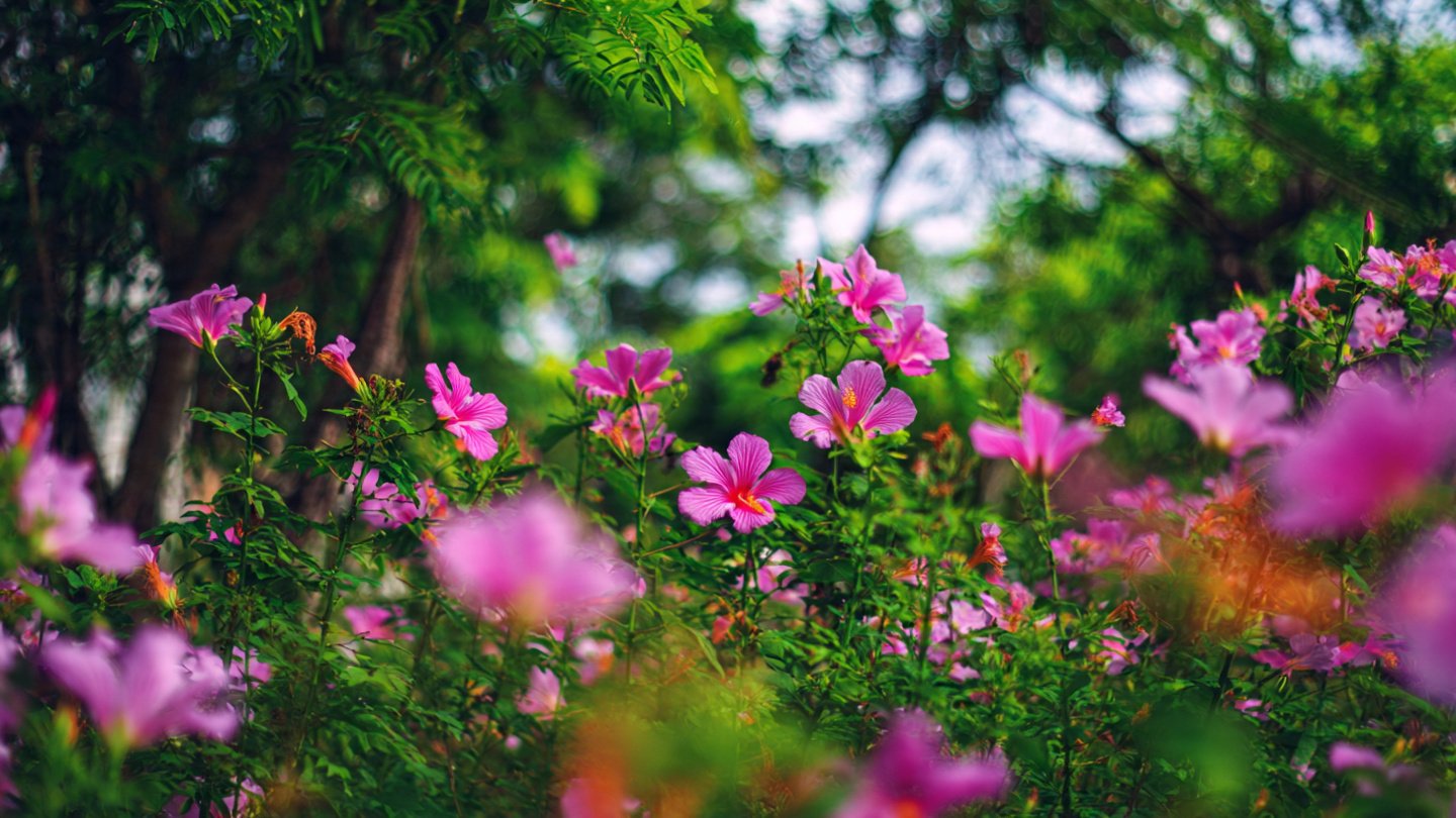 How Do Flowers Thrive in Urban Jungles Despite Adverse Conditions?