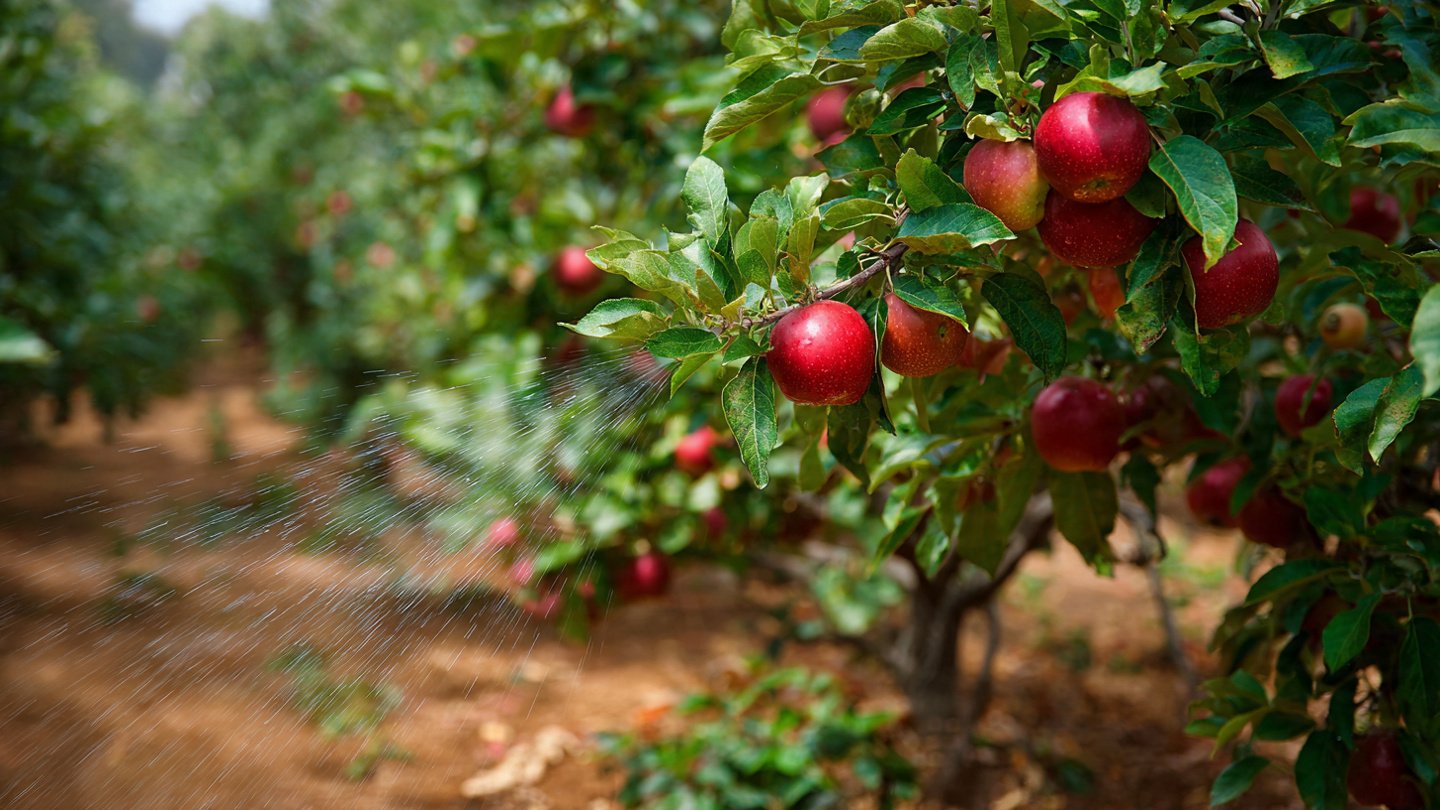 How a Consistent Watering Routine Boosts Fruit Tree Health