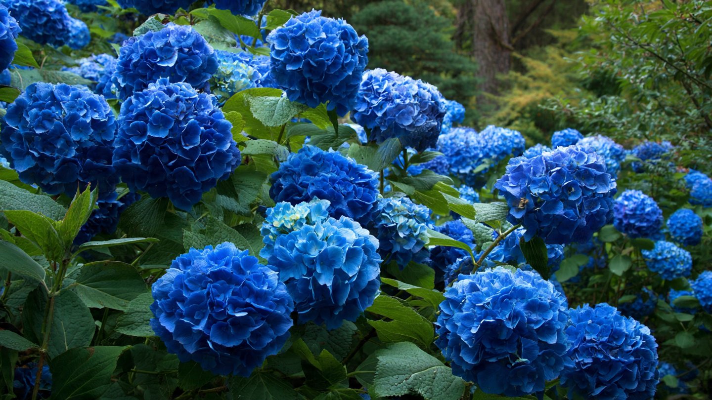 How to Grow Massive Blue Hydrangeas Year After Year