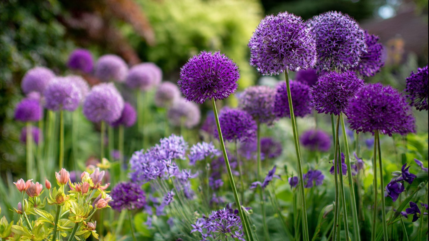 How Can Planting Purple Alliums Transform Your Garden into a Designer Haven?