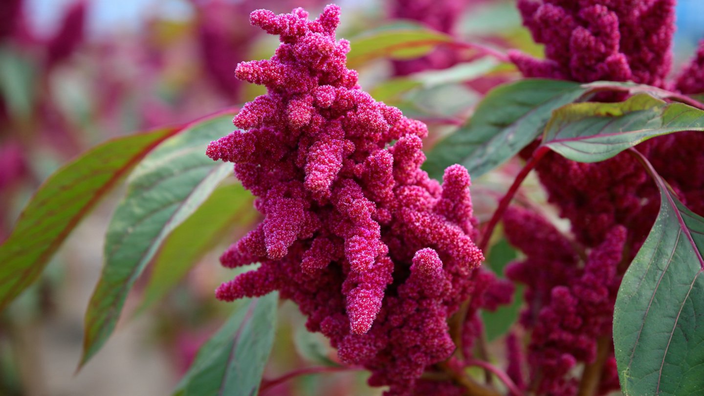 How Can You Successfully Grow Your Own Amaranth for Grain?