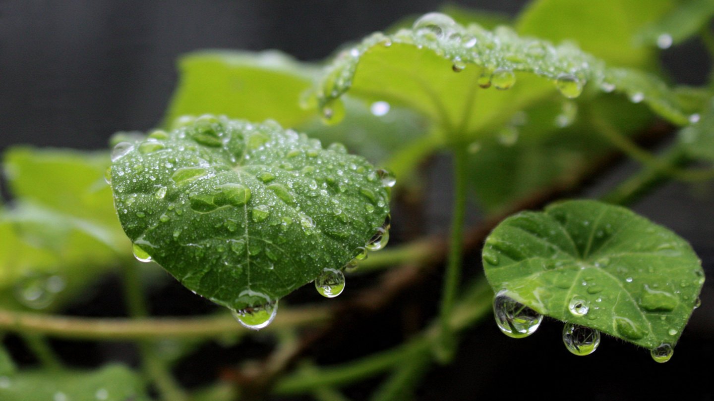 How to Use Vinegar to Remove Hard Water Spots from Plant Leaves
