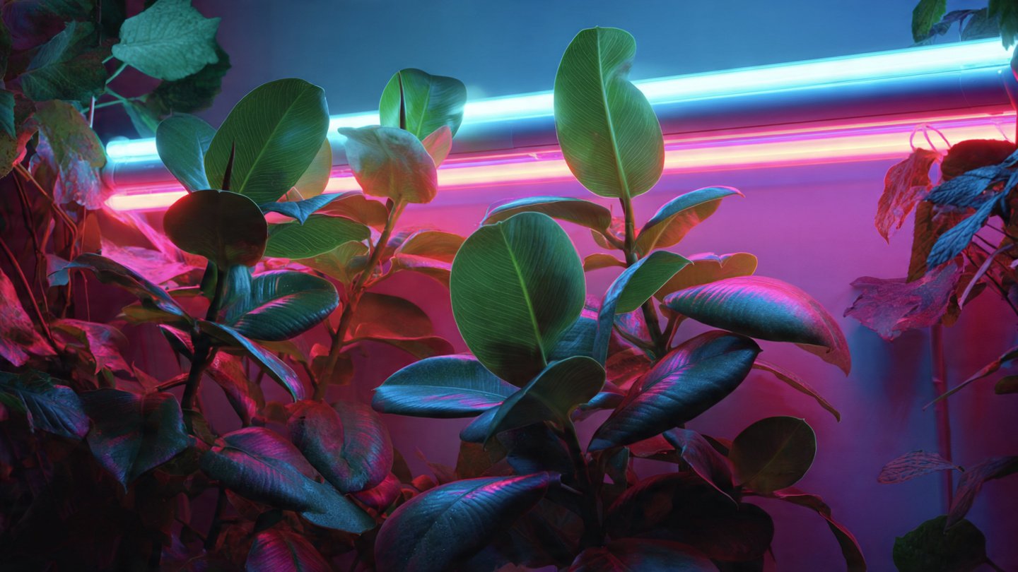Why Gardeners Are Using Neon Lights for Plant Growth
